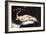 Woman with a Parrot-Gustave Courbet-Framed Giclee Print