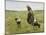 Woman with goats on the dunes. 1890-Max Liebermann-Mounted Giclee Print