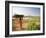 Woman Working Near Hampi, Karnataka, India-Michele Falzone-Framed Photographic Print