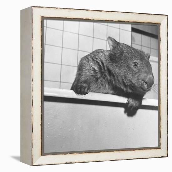 Wombat in a Bathtub-null-Framed Premier Image Canvas