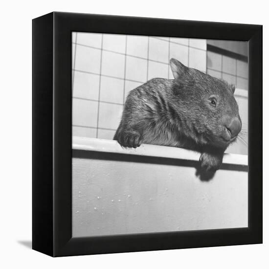 Wombat in a Bathtub-null-Framed Premier Image Canvas