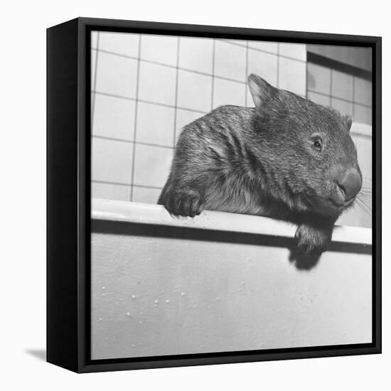 Wombat in a Bathtub-null-Framed Premier Image Canvas