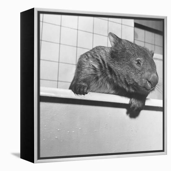 Wombat in a Bathtub-null-Framed Premier Image Canvas