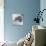 Wombat in a Bathtub-null-Premium Photographic Print displayed on a wall