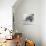 Wombat in a Bathtub-null-Photographic Print displayed on a wall