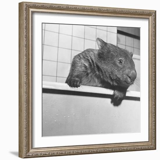 Wombat in a Bathtub-null-Framed Photographic Print