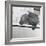 Wombat in a Bathtub-null-Framed Photographic Print