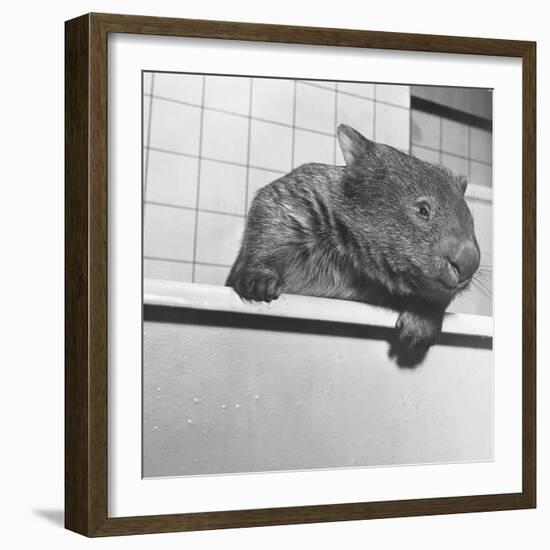 Wombat in a Bathtub-null-Framed Photographic Print