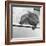 Wombat in a Bathtub-null-Framed Photographic Print