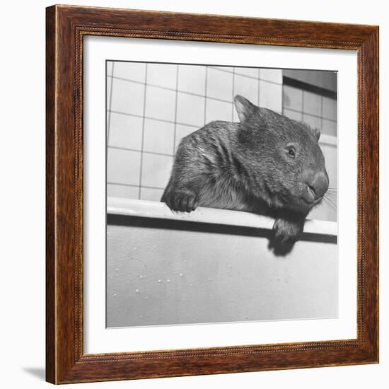 Wombat in a Bathtub-null-Framed Photographic Print