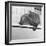 Wombat in a Bathtub-null-Framed Photographic Print