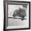 Wombat in a Bathtub-null-Framed Photographic Print