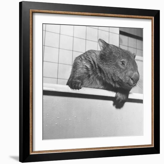 Wombat in a Bathtub-null-Framed Photographic Print
