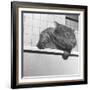 Wombat in a Bathtub-null-Framed Photographic Print