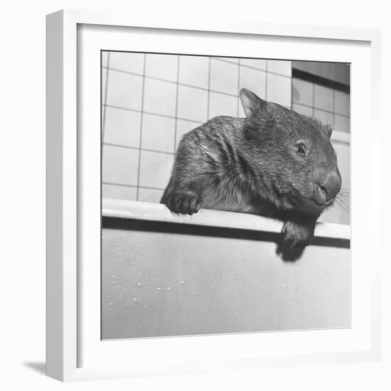 Wombat in a Bathtub-null-Framed Photographic Print