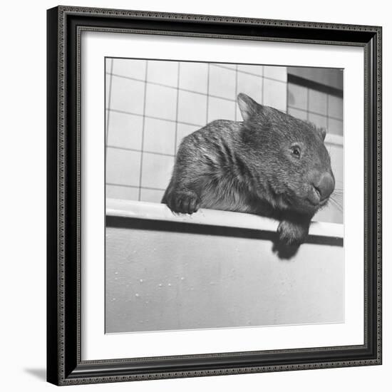 Wombat in a Bathtub-null-Framed Photographic Print