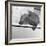 Wombat in a Bathtub-null-Framed Photographic Print