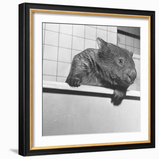 Wombat in a Bathtub-null-Framed Photographic Print