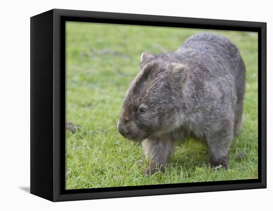 Wombat (Vombatus Ursinus), Wilsons Promontory National Park, Victoria, Australia-Thorsten Milse-Framed Premier Image Canvas