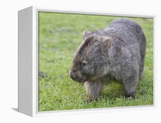 Wombat (Vombatus Ursinus), Wilsons Promontory National Park, Victoria, Australia-Thorsten Milse-Framed Premier Image Canvas