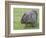 Wombat (Vombatus Ursinus), Wilsons Promontory National Park, Victoria, Australia-Thorsten Milse-Framed Photographic Print