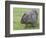 Wombat (Vombatus Ursinus), Wilsons Promontory National Park, Victoria, Australia-Thorsten Milse-Framed Photographic Print