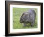 Wombat (Vombatus Ursinus), Wilsons Promontory National Park, Victoria, Australia-Thorsten Milse-Framed Photographic Print