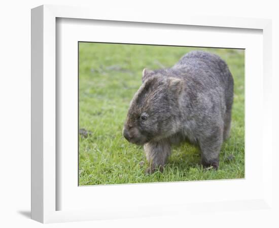 Wombat (Vombatus Ursinus), Wilsons Promontory National Park, Victoria, Australia-Thorsten Milse-Framed Photographic Print