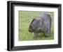 Wombat (Vombatus Ursinus), Wilsons Promontory National Park, Victoria, Australia-Thorsten Milse-Framed Photographic Print