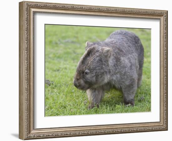 Wombat (Vombatus Ursinus), Wilsons Promontory National Park, Victoria, Australia-Thorsten Milse-Framed Photographic Print