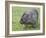 Wombat (Vombatus Ursinus), Wilsons Promontory National Park, Victoria, Australia-Thorsten Milse-Framed Photographic Print