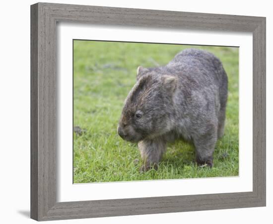 Wombat (Vombatus Ursinus), Wilsons Promontory National Park, Victoria, Australia-Thorsten Milse-Framed Photographic Print