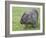 Wombat (Vombatus Ursinus), Wilsons Promontory National Park, Victoria, Australia-Thorsten Milse-Framed Photographic Print