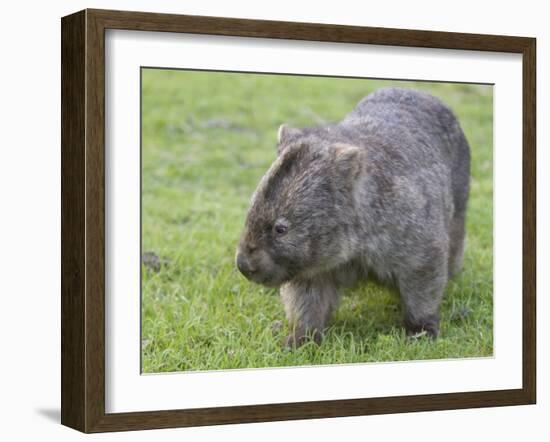 Wombat (Vombatus Ursinus), Wilsons Promontory National Park, Victoria, Australia-Thorsten Milse-Framed Photographic Print