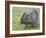 Wombat (Vombatus Ursinus), Wilsons Promontory National Park, Victoria, Australia-Thorsten Milse-Framed Photographic Print