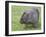 Wombat (Vombatus Ursinus), Wilsons Promontory National Park, Victoria, Australia-Thorsten Milse-Framed Photographic Print