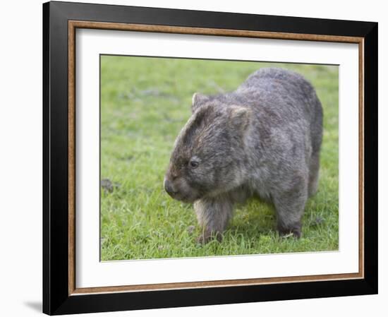 Wombat (Vombatus Ursinus), Wilsons Promontory National Park, Victoria, Australia-Thorsten Milse-Framed Photographic Print