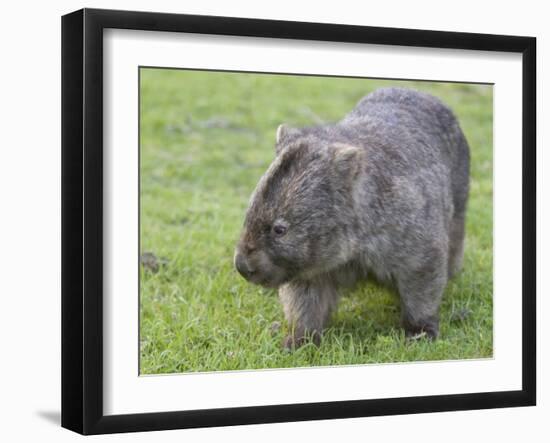 Wombat (Vombatus Ursinus), Wilsons Promontory National Park, Victoria, Australia-Thorsten Milse-Framed Photographic Print