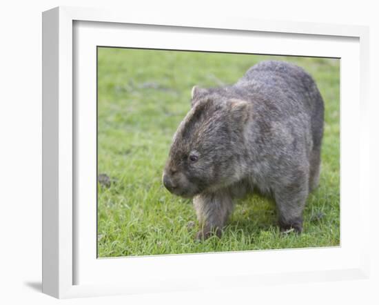 Wombat (Vombatus Ursinus), Wilsons Promontory National Park, Victoria, Australia-Thorsten Milse-Framed Photographic Print