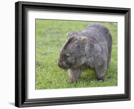 Wombat (Vombatus Ursinus), Wilsons Promontory National Park, Victoria, Australia-Thorsten Milse-Framed Photographic Print