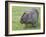 Wombat (Vombatus Ursinus), Wilsons Promontory National Park, Victoria, Australia-Thorsten Milse-Framed Photographic Print