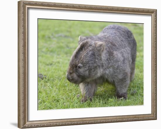 Wombat (Vombatus Ursinus), Wilsons Promontory National Park, Victoria, Australia-Thorsten Milse-Framed Photographic Print