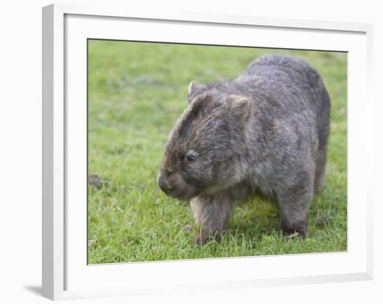 Wombat (Vombatus Ursinus), Wilsons Promontory National Park, Victoria, Australia-Thorsten Milse-Framed Photographic Print