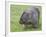 Wombat (Vombatus Ursinus), Wilsons Promontory National Park, Victoria, Australia-Thorsten Milse-Framed Photographic Print