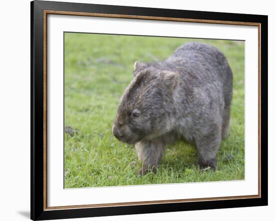 Wombat (Vombatus Ursinus), Wilsons Promontory National Park, Victoria, Australia-Thorsten Milse-Framed Photographic Print