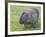 Wombat (Vombatus Ursinus), Wilsons Promontory National Park, Victoria, Australia-Thorsten Milse-Framed Photographic Print