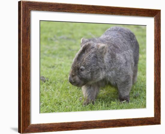 Wombat (Vombatus Ursinus), Wilsons Promontory National Park, Victoria, Australia-Thorsten Milse-Framed Photographic Print