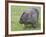 Wombat (Vombatus Ursinus), Wilsons Promontory National Park, Victoria, Australia-Thorsten Milse-Framed Photographic Print