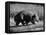 Wombat Walking on a Log-John Dominis-Framed Premier Image Canvas