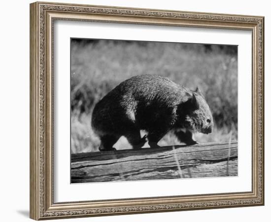 Wombat Walking on a Log-John Dominis-Framed Photographic Print